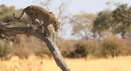 Leopard in the Moremi Game Reserve of Botswana - Discover the Best Time to Visit the Okavango Delta