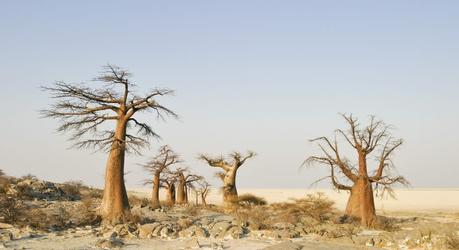 Baobabs - Discover the Best Time to Visit the Okavango Delta