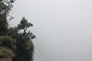 POEM: Cliffside Dwarf Tree