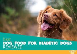 Green leafy vegetables are ideal for dogs with diabetes as they are high in fiber and low in fat and calories. 5 Best Dog Food For Diabetic Dogs Our Top Pick For 2020 Revealed