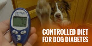 Homemade food for diabetic dogs recipe. Controlled Diet For Diabetes In Dogs Full Guide
