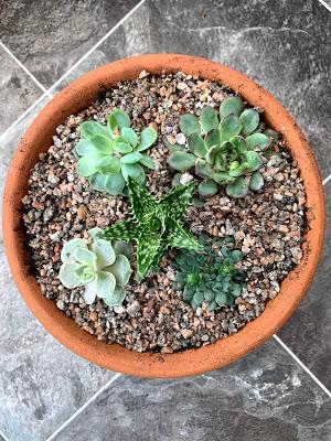 Plant review - Eddington House Nursery succulents