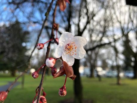 Cherry Blossom Trees Portland