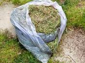 Compost Grass Clippings? (And Creative Ways Them)