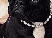 Lady Gaga's Dogs Stolen Offers Reward Rs.3.63 (approx) Finding