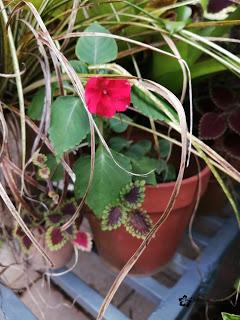 Impatiens walleriana came back to life 😊💧🍃