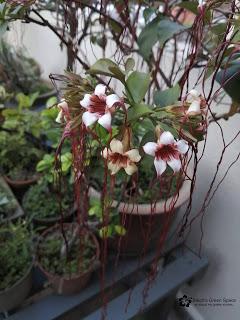 Impatiens walleriana came back to life 😊💧🍃