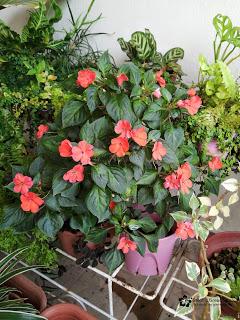 Impatiens walleriana came back to life 😊💧🍃