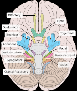 Understanding Vagal Tone