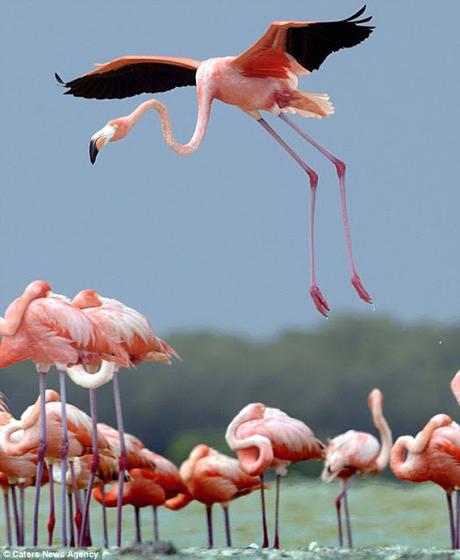 lead shotgun pellets in lake in Cyprus causing death of  flamingos.