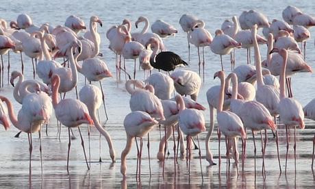 lead shotgun pellets in lake in Cyprus causing death of  flamingos.