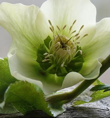 Hellebores Are Ready for Their Closeups--and a Winner!