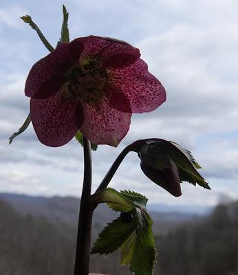 Hellebores Are Ready for Their Closeups--and a Winner!
