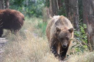 POEM: Contrarian Bear POEM: Contrarian Bear