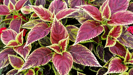 Bright, Beautiful Warm-Season Annuals for Your Central Florida Garden