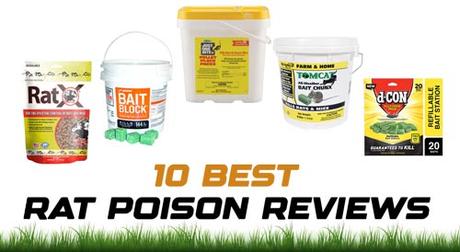 10 Best Rat Poison Reviews 2021