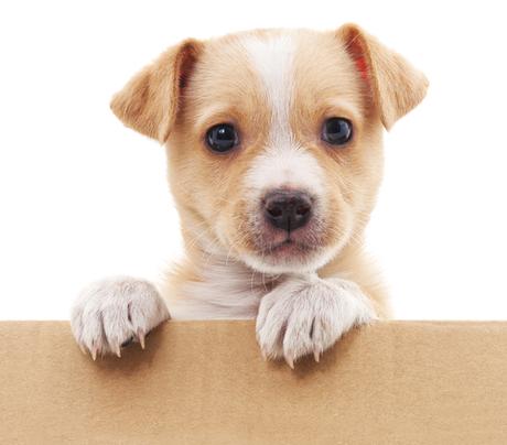How to make moving house less stressful for your dog (11 tips)