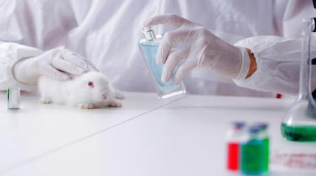 Testing Medicines on Animals – Always Highlighted Dispute – Why?