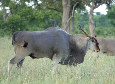 ANIMALS OF HWANGE NATIONAL PARK, ZIMBABWE by Karen Minkowski at The Intrepid Tourist