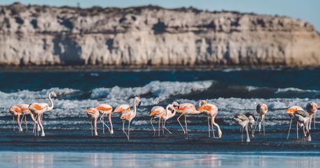 Argentinan flamingos - responsible travel 2021