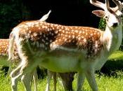 Deer Dyrham Park