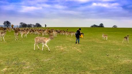 The Deer of Dyrham Park