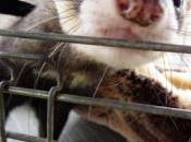 Ways Stop Your Ferret From Biting