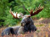 Moose Population Decimated Pine Beetles