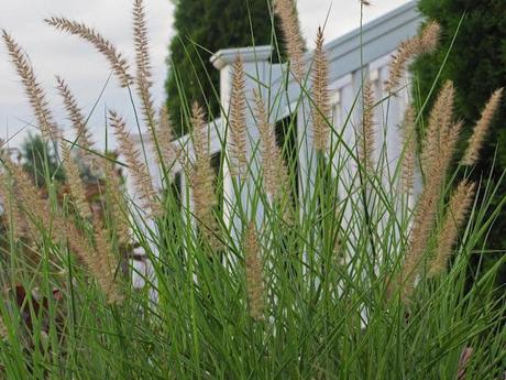 A shrub bounces back, a grass holds up and my daughter is impressed