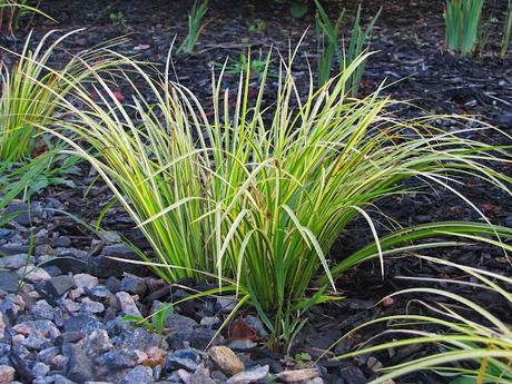 A shrub bounces back, a grass holds up and my daughter is impressed