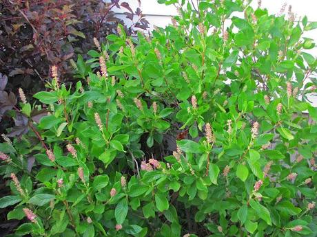 A shrub bounces back, a grass holds up and my daughter is impressed