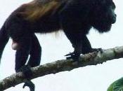 Featured Animal: Howler Monkey