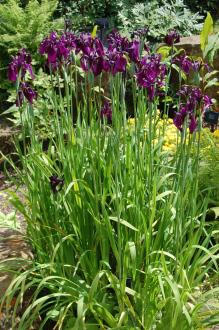 Iris ensata (30/07/2012, Kew Gardens, London)