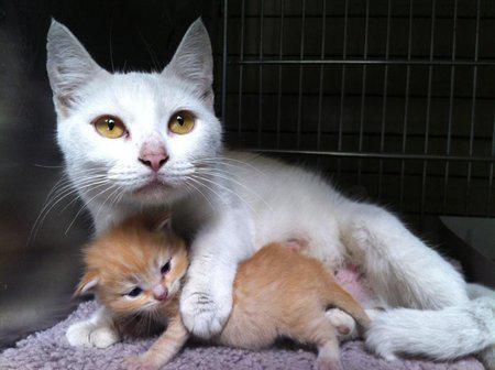 Lily and her baby, foster cats, number one photo 2012, Ravishing Rescue cover girl.: image via 360photocontest.com