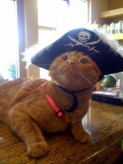 Wilma, 3-legged pirate cat, one of 13 Ravishing Rescues from the 2012 Calendar: image via 360photocontest.com