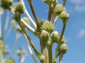 Plant Week: Eryngium Yuccifolium