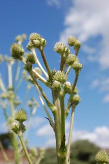 Eryngium yuccifolium Flower (30/06/2012, Kew Gardens, London)