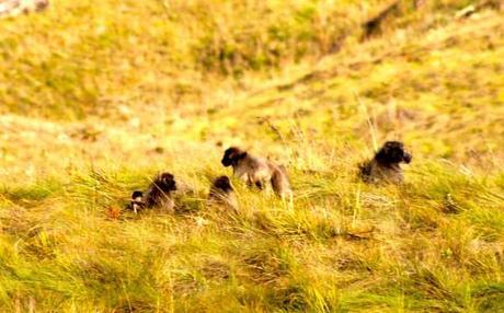 baboons drakensberg