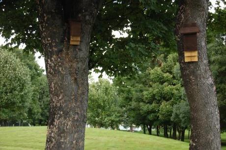 Burgess Park Bird & Bat Boxes