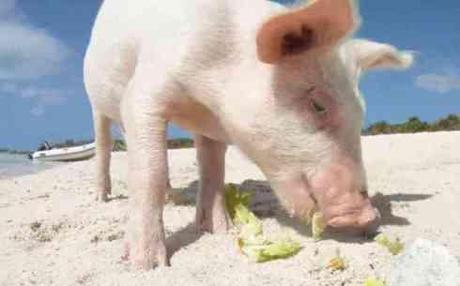 Pig on Pig Island in the Bahamas (You Tube Image)