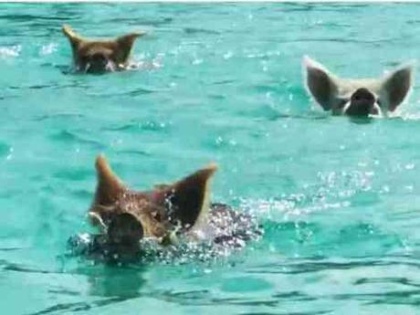 Swimming Pigs of Pig Island (You Tube Image)