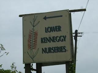 Higher at Lower Kenneggy Nurseries