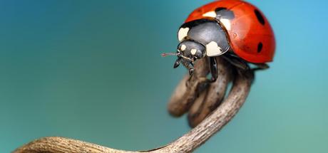 POPUMON, Ondrej Pakan, and Murat Yilmaz – Insect Photography