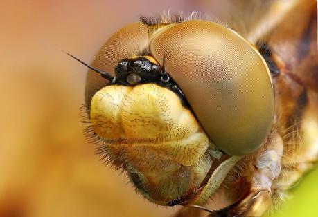 POPUMON, Ondrej Pakan, and Murat Yilmaz – Insect Photography