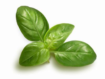 A sprig of basil