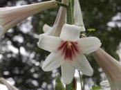 Plant Week: Cardiocrinum Giganteum