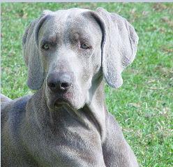 The Adventures of Weimaraner Gretal – Part I: The Seventies