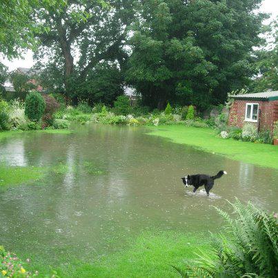 dog running into huge puddle on lawn