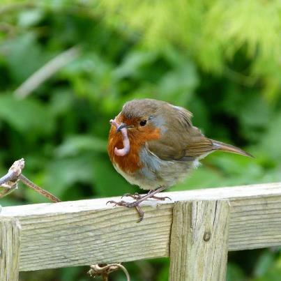 robin with a worm in it's mouth