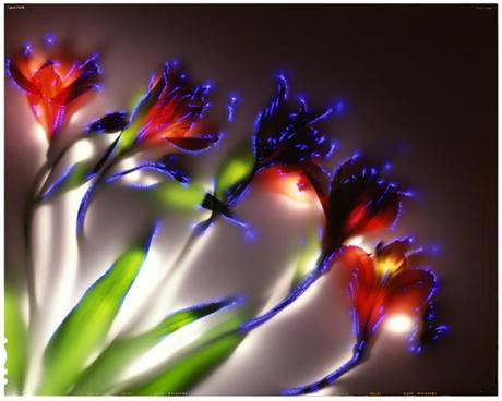 Robert Buelteman – Glowing Plant Photography